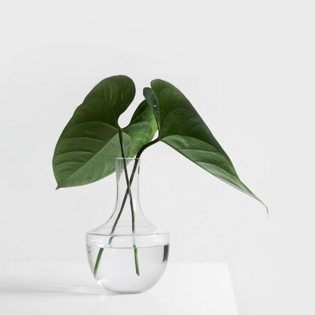 Vase mit Wasser und zwei grünen Blättern